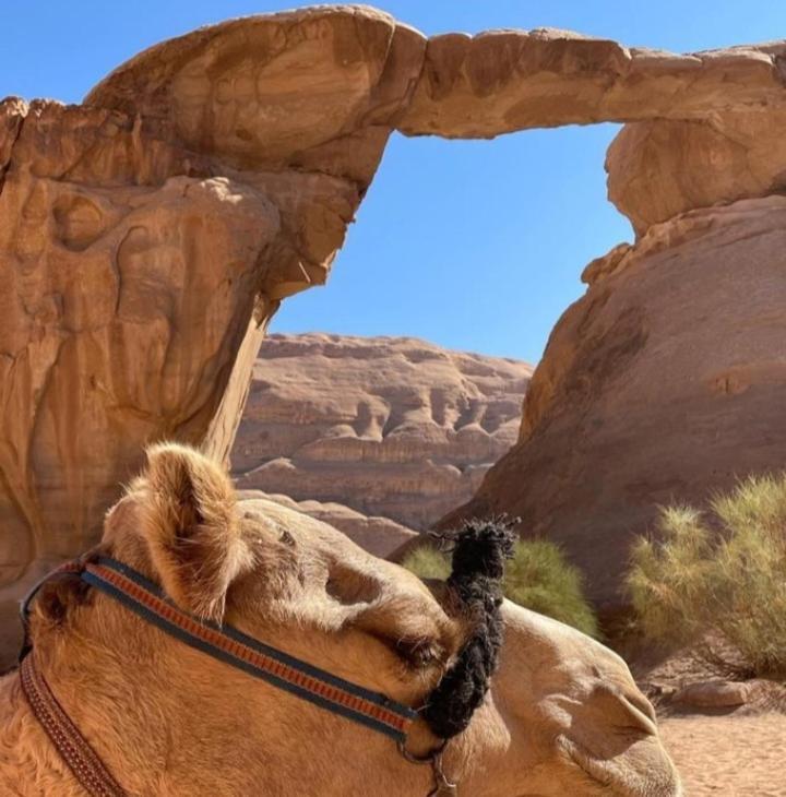 Moon City With Jeep Trips Wadi Rum Exteriör bild